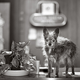 Illustration for article titled Aging In America: Dog Edition